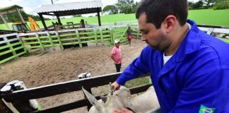 Amazonas vai iniciar vacinação contra febre aftosa em oito municípios