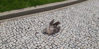 Bicho-preguiça é flagrado ‘passeando’ na Ponta Negra durante período de interdição