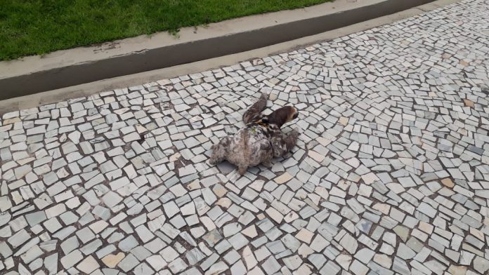 Bicho-preguiça é flagrado ‘passeando’ na Ponta Negra durante período de interdição