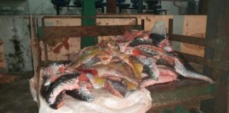 Embarcações são flagradas transportando pescado ilegal na madrugada