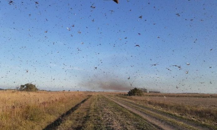 'Plano de Supressão' é criado caso nuvem de gafanhotos chegue ao Brasil