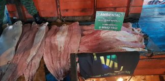 Madeira em situação irregular e pescado são apreendidos no porto de São Raimundo