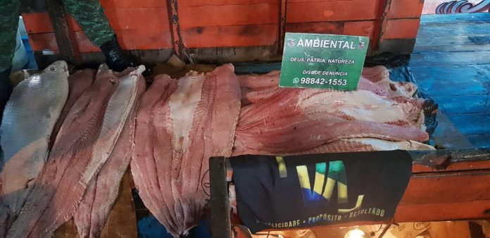 Madeira em situação irregular e pescado são apreendidos no porto de São Raimundo