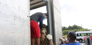 Instituições carentes recebem doação de 10 toneladas de abacaxi