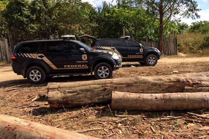 Exploração ilegal de madeira no Pará é alvo da Operação Carranca da PF