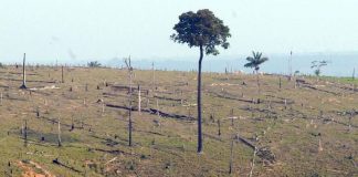 Bolsonaro prorroga presença das Forças Armadas na Amazônia Legal