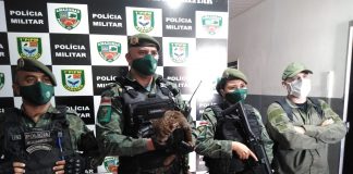 Filhote de onça é resgatado pela Polícia Militar no Amazonas