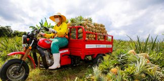 Produção de abacaxi em comunidade é impulsionada no Amazonas