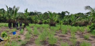 Operação em Nova Olinda do Norte encontra plantações de maconha