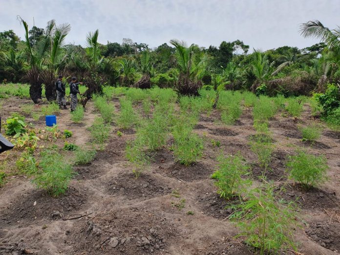 Operação em Nova Olinda do Norte encontra plantações de maconha