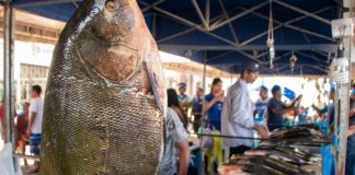 Em Tefé, pesca artesanal recebe apoio para fortalecer atividades