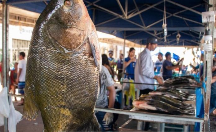 Em Tefé, pesca artesanal recebe apoio para fortalecer atividades