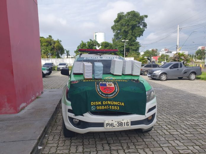 Em Manaus, criadores de pássaros são detidos e aves apreendidas