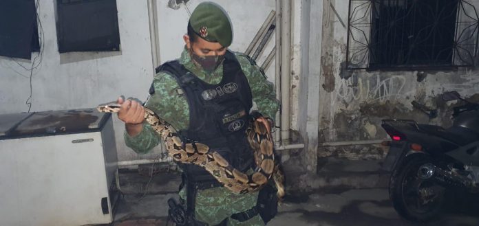 CPAmb/BPAmb captura cobra jiboia 'criada' em residência