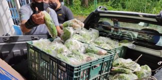 Hortaliças cultivadas no sistema prisional são doadas para instituições de caridade