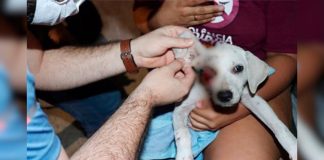 Em Manaus, cachorro é espancado e tem olho esmagado por homem bêbado