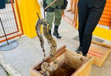 Polícia Militar resgata cobra em uma residência na zona Norte