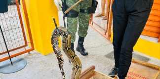 Polícia Militar resgata cobra em uma residência na zona Norte