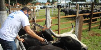 Vacinação contra febre aftosa inicia em oito municípios do AM