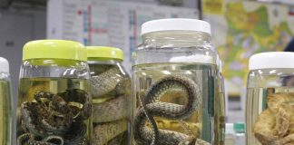 Picadas de serpentes lideram acidentes com animais peçonhentos no AM