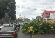 Árvore tomba em avenida de Manaus e deixa trânsito com lentidão