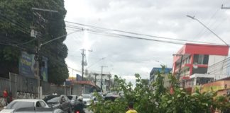 Árvore tomba em avenida de Manaus e deixa trânsito com lentidão