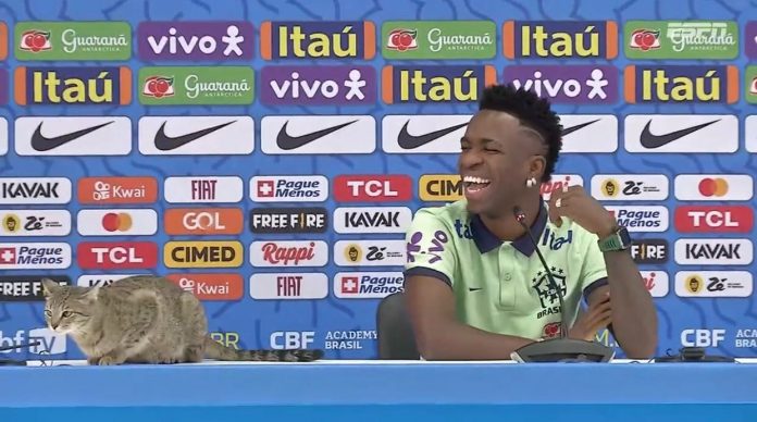 Gato invade entrevista de Vini Junior na seleção brasileira; assista ao vídeo