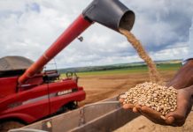 Produção de feijão no Brasil será afetada por aumento da temperatura