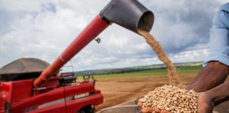 Produção de feijão no Brasil será afetada por aumento da temperatura