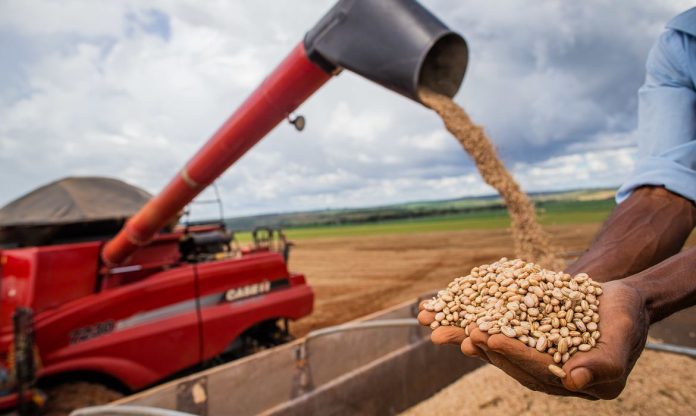 Produção de feijão no Brasil será afetada por aumento da temperatura