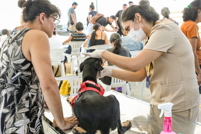 Mais de 6 mil procedimentos são realizados no Castramóvel em três meses